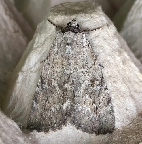 Judith's Underwing