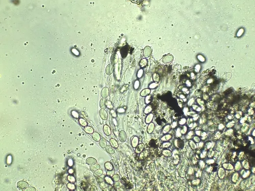 Pyronema domesticum