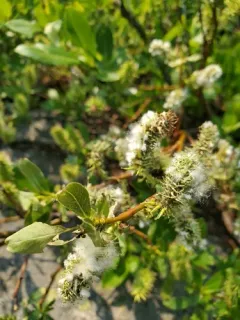 booth's willow thumbnail 2