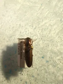 Red-fronted Click Beetle thumbnail 4