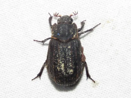 Trox scaber
