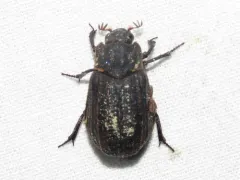 Trox scaber thumbnail 1