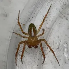 Araneus bivittatus thumbnail 2