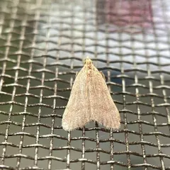 Drab Condylolomia Moth thumbnail 4