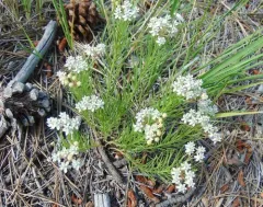 plains milkweed thumbnail 2