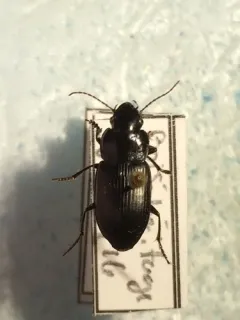 Xestonotus lugubris thumbnail 4