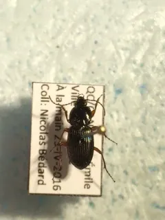 Pterostichus commutabilis thumbnail 1