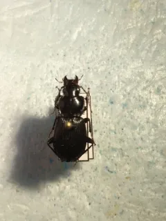 Pterostichus stygicus thumbnail 4