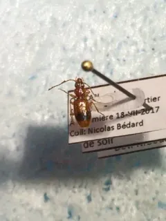 Discus Riverbank Ground Beetle thumbnail 2