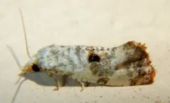 Arthur’s sunflower moth thumbnail 1
