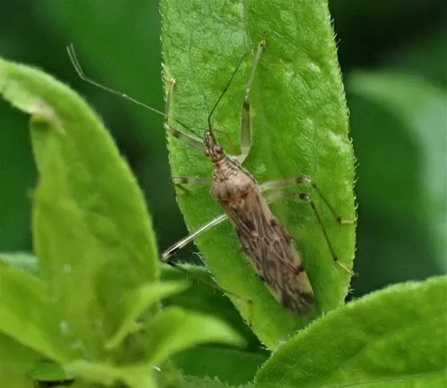 Lasiomerus annulatus