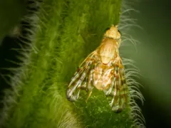 Gymnocarena diffusa thumbnail 2