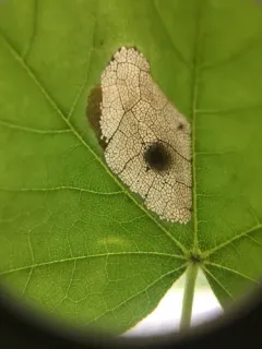 Lesser Maple Leaf Blotch Miner Moth thumbnail 2