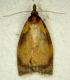 Sparganothis flavibasana thumbnail 3