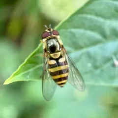 Yellow-legged Flower Fly thumbnail 2