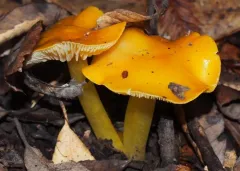 Golden Waxy Cap thumbnail 2
