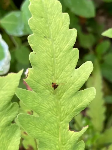 Chrysopilus basilaris