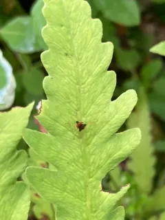 Chrysopilus basilaris thumbnail 1