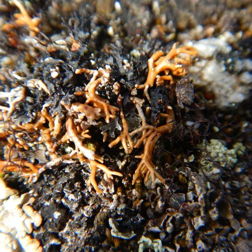 Fragile Coral Lichen