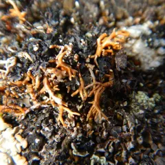 Fragile Coral Lichen thumbnail 1
