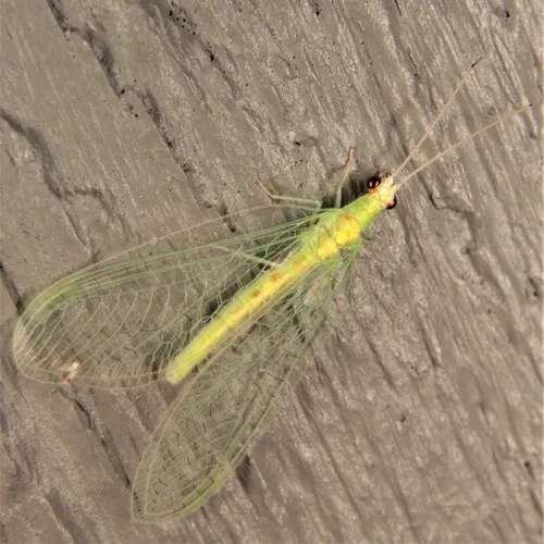 Four-spotted Green Lacewing