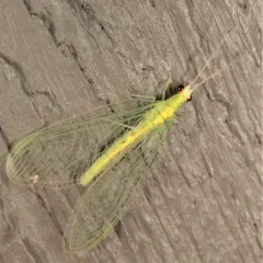 Four-spotted Green Lacewing thumbnail 1