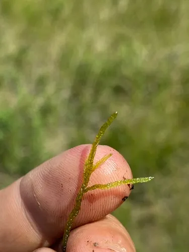 Calliergon Moss