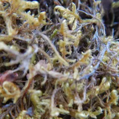Sickle-leaved Hook-moss thumbnail 2