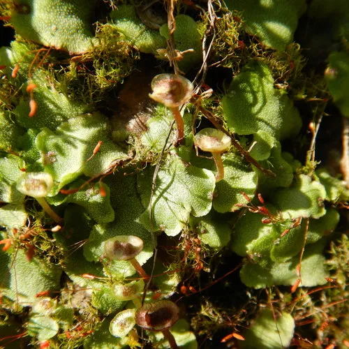 Narrow Mushroom-headed Liverwort