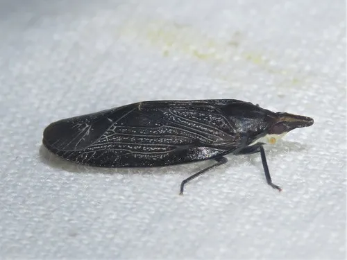 Cixidia colorata