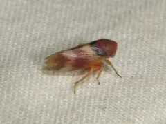 Macropsis basalis thumbnail 1
