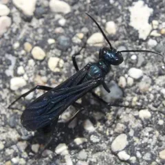 Common Blue Mud-dauber Wasp thumbnail 3