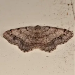 Faint-spotted Angle thumbnail 2