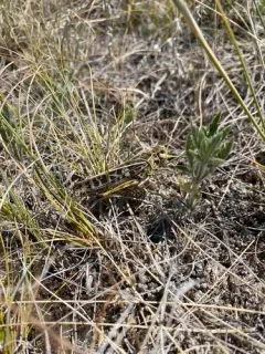 Haldeman's Grasshopper thumbnail 2