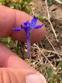 Slim Larkspur thumbnail 2