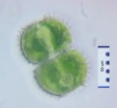 Cosmarium eloiseanum thumbnail 1