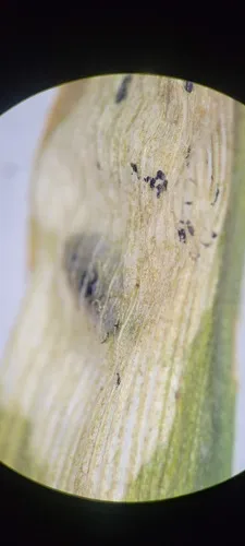 Cerodontha muscina