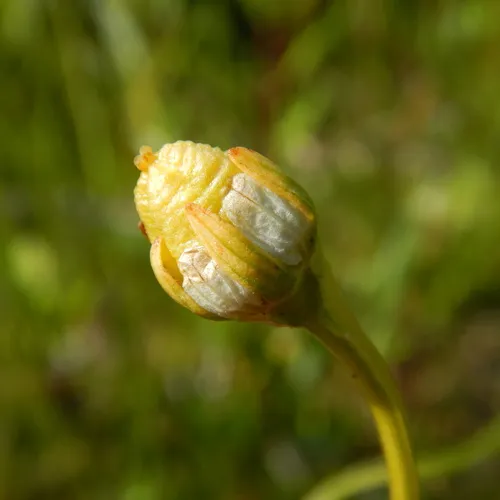Kotzebue's Grass-of-Parnassus