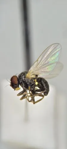 Agromyza isolata