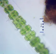 Desmidium grevillei thumbnail 3
