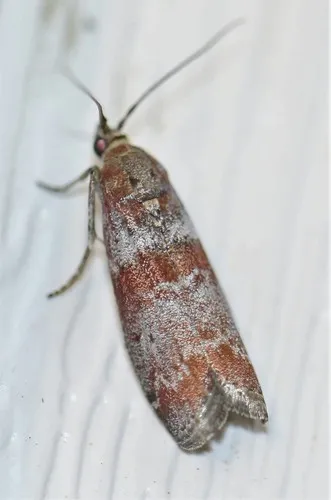 Willow Gall Inquiline Moth