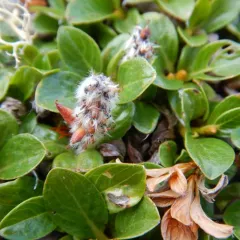 Skeletonleaf Willow thumbnail 3