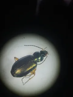 Agonum errans thumbnail 3