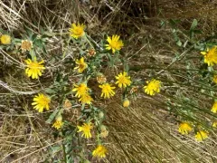Heterotheca vespertina thumbnail 2