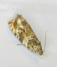Olivaceous Olethreutes Moth thumbnail 2