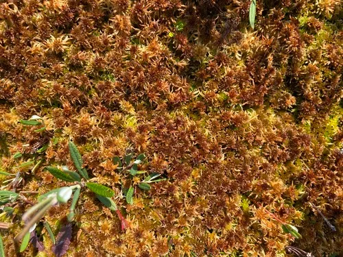 Sphagnum lenense