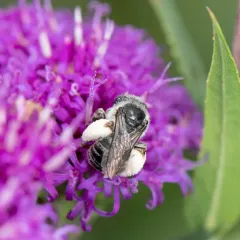 Denticulate Longhorn Bee thumbnail 2