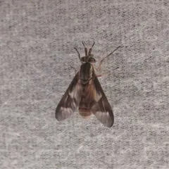 Brownish Deer Fly thumbnail 2