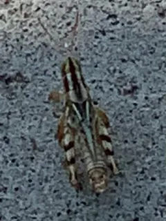 Thistle Grasshopper thumbnail 2