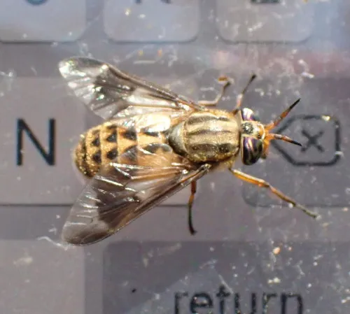 Colorado Deer Fly